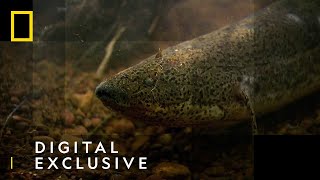 The African Lungfish  National Geographic UK [upl. by Nodnrb57]