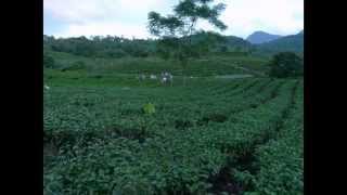 Song Ying Olong Green Tea in Viet Nam [upl. by Carlick933]