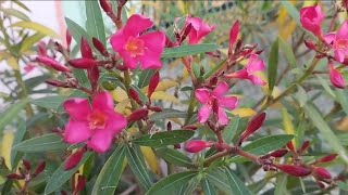 Mesmerizing Oleander Flowers in Full Bloom 🌸 [upl. by Charmian]