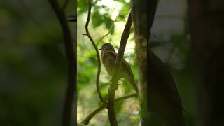 Zorzal sabiá Turdus leucomelas – Parque Nacional Iguazú – Buscado Fauna Short [upl. by Irahk599]