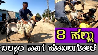 ಬಳ್ಳಾರಿ ನಾಗ ಹೂವಿಲಗೋಳ  ballari naaga fighting sheep 8 teth [upl. by Rew]