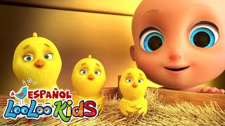 🐤🐥Los Pollitos Dicen Pio Pio  La Vaca Lola  Canciones Infantiles para niños  LooLoo Kids [upl. by Ehrenberg704]