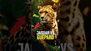 🐆 Jaguar VS Guépard VS Léopard  Comment faire la différence… [upl. by Yelhak903]