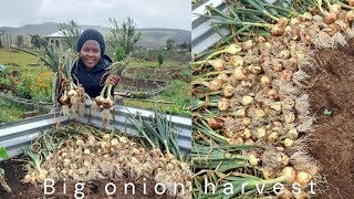 Big onion harvestCutworms amp rain countrylife harvest onionharvest onions ruralliving farming [upl. by Willetta]