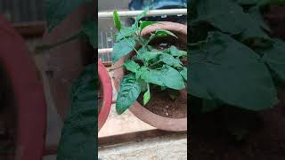 🔶अबोली 🔶blooms on my crossandra plant [upl. by Akenor]