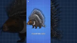 Dangerous Animal Porcupine shorts animals amazingfacts knowledge amazing animalfacts new [upl. by Daniels]