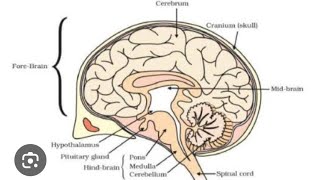 Human Brain Diagram Drawing by SANA Ansari ART [upl. by Kissie]