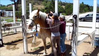 Micheles horseback riding lesson [upl. by Rory]