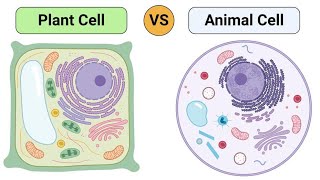 plant cell versus animal cell  key difference explained in seconds shorts craze in pharma [upl. by Wrightson]