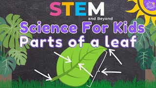 Parts of a Leaf  Science For Kids  STEM Home Learning [upl. by Eat579]