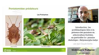 Jean Claude Streito  webinaire Punaises en arboriculture [upl. by Meerak]