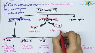 Receptors and Exteroceptors  Physiology  Types  Fibers  properties  Part  13 [upl. by Maighdiln]