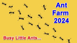 Ant Farm 2024 [upl. by Asirret306]