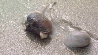 Clam escaping from carnivorous snail [upl. by Arundel]