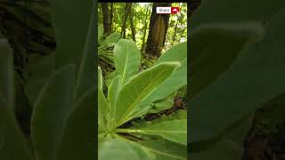 Discover how easy it is to make a Mullein Tincture  The FIND [upl. by Ahsakat]