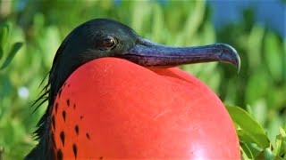 Bizarre Mating Ritual Of The Frigatebird  Wild Caribbean  BBC Earth [upl. by Kamaria]