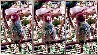 Red headed finch male singing in outdoor finch aviary [upl. by Jacky]