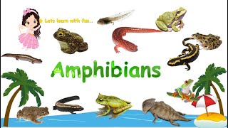 Amphibians for Kids  What is an Amphibian  Learn about the amphibians with Bandus Kids LAB [upl. by Nuahc555]