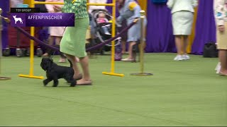 Affenpinschers  Breed Judging 2023 [upl. by Ephraim]