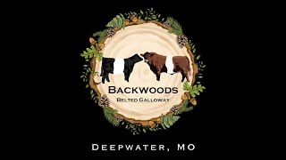 Backwoods Belted Galloway Promo [upl. by Enymsaj941]