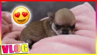 LES BEBES ONT OUVERT LES YEUX  Chihuahua Puppies [upl. by Aiet837]