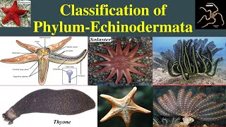 Classification of Echinodermata  Echinodermata Classification  Class Asteroidea [upl. by Nomi]