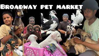 Low price Broadway pet market broadway petmarket dog puppy pets chennaipetmarketintamil [upl. by Neddy]