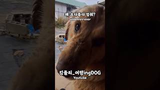 왜 쓰다듬어주다 멈춰 골든리트리버 goldenretriever 강아지일상 시골강아지 시골생활 rusticity shorts [upl. by Noonberg]