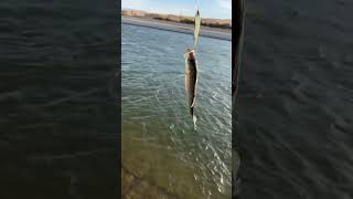 This fish has stripes comedy funny shorts fishing [upl. by Ylen830]