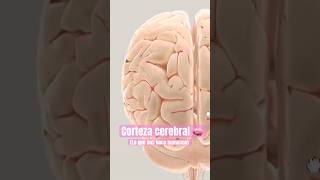 Corteza cerebral ciencia psicologia neurociencia curiosidades sabias cerebro sabiasque [upl. by Musette]