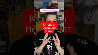 КИТАЙЦЫ НЕНАВИДЯТ СОБАК [upl. by Yddet]