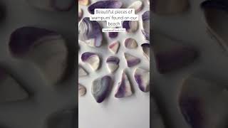 Wampum Shell Pieces 💫 beach ocean naturelovers clamshell purple seashells fyp beautiful [upl. by Rollin]