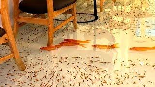 DANS CE RESTAURANT LES POISSONS NAGENT AUTOUR DE VOS PIEDS [upl. by Lynda]