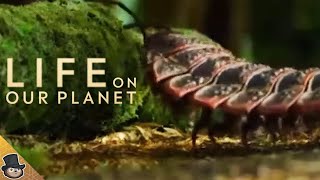 NEW CLIP  Arthropleura  The Giant Millipede Life On Our Planet [upl. by Genny]