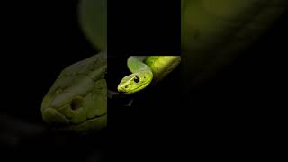 Beat Freestyle amp Rap uso libre SERPIENTE [upl. by Enial299]