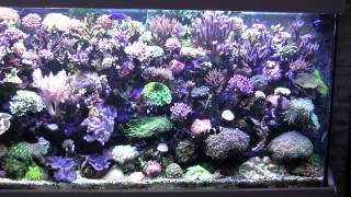 Meerwasseraquarium 1000l HD Reeftank [upl. by Nasar]