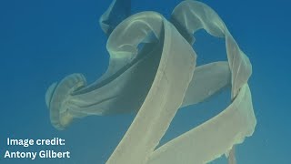 Alienlike giant phantom jellyfish spotted in frigid waters off Antarctica [upl. by Sallyann]