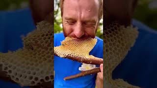 тренд мой вернулся honey honeybee bee honeycomb beelife food nature wildhoneybees [upl. by Ekihc]