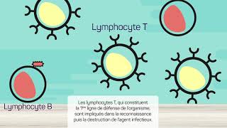 Le système immunitaire [upl. by Oberheim]