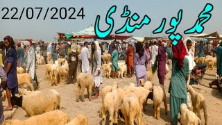 July 22 2024 Muhammad pur bakra mandi update  bakra mandi 2024 [upl. by Arluene]