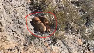 Helpless stray dog mom watches as her puppies roll down a hill until this happened [upl. by Lledroc531]