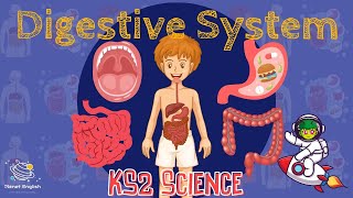 The Digestive System  KS2 Science  STEM and Beyond [upl. by Zippel]