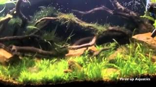 75 gallon my thoughts on driftwood in planted fish tank aquarium [upl. by Naamann40]