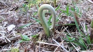 41  Les crosses de fougère plante sauvage comestible  02042016 [upl. by Ynnel]