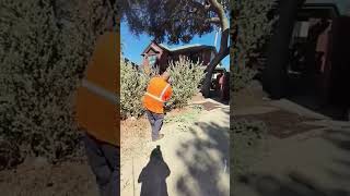 lawncare livetheyardlife figueroalawnservice lawnlife sanantoniotx [upl. by Keli]