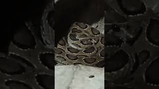 Russell viper snakes real voice snake like and subscribe to my channel [upl. by Ainival876]