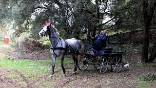 Lipizzani gli antichi cavalli da battaglia patrimonio dellUnesco così vengono allevati in Puglia [upl. by Adnaugal892]