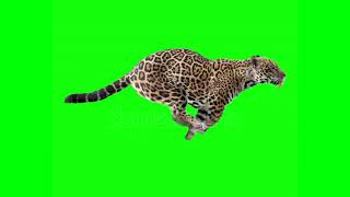 saber tooth tiger running green screen Please read Description [upl. by Eiramanin910]