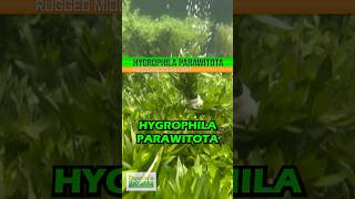 HYGROPHILA CORYMBOSA PARAWITOTA RUGGED AQUARIUM PLANT FOR SALE [upl. by Aldwon27]