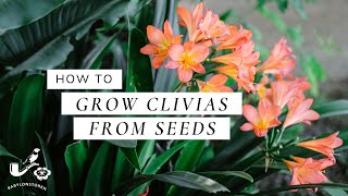 How To Grow Clivias From Seeds [upl. by Etom]